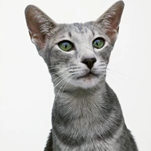 Oriental blue shorthair cat with green eyes, close-up
