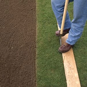 Person removing cut strip of turf with spade (lfting turf for relaying)