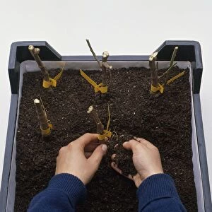 Planting Chrysanthemum stems in box filled with compost for overwintering
