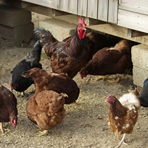 Rooster and hens (gallus gallus domesticus) emerging from chicken coop
