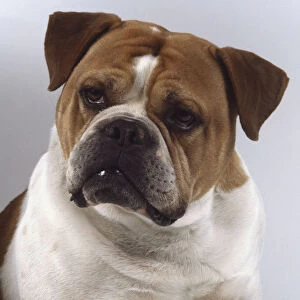 A scowling stocky brown and white Olde English Bulldogge tilts its head slightly