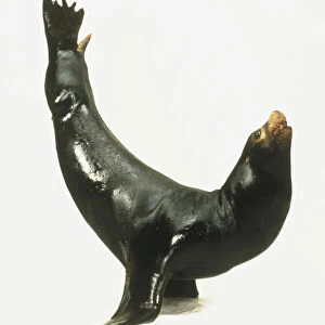 Sea Lion (Otariinae) standing on flippers with tail and nose in the air, side view
