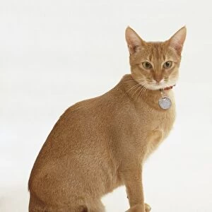 Seated Abyssinian cat, wearing a cat collar with name-tag, facing forward