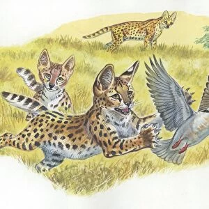 Serval Felis serval with cubs chasing bird, illustration