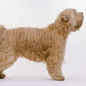 Soft Coated Wheaten Terrier, standing