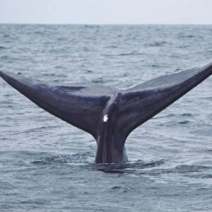 South Africa, Walker Bay, Southern Right Whale (Eubalaena australis) tail fin above water