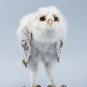 Standing Barn Owl Chick (Tyto alba), front view