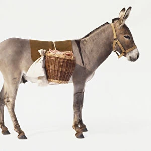 Standing Mule (Male Donkey / Female Horse Offspring) with wicker baskets hanging over its back, side view