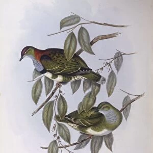 Superb fruit-dove (Ptilinopus superbus), Engraving by John Gould