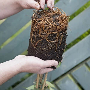 Teasing out roots from Clematis root ball, close-up