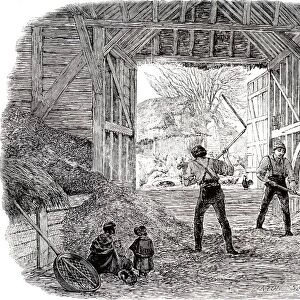 Threshing with ash wood flails in a barn. A labour-intensive winter occupation for