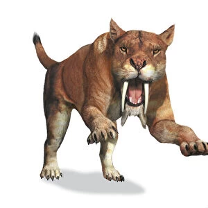 Thylacosmilus, sabre toothed cat, leaping forward