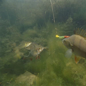 Underwater shot of a perch fish with a spiky dorsal fin attacking a rubber bait worm in the murky green water of a river bed