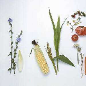 Wild and cultivated chicory, corn cob, primitive form of corn plant and cob, flowers and fruit of wild tomato, cultivated tomatoes, flower head and root of wild carrot, cultivated carrot, wild cabbage leaves, modern cabbage and modern red cabbage