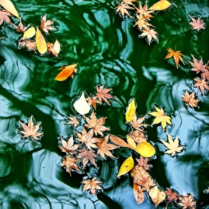 Autumn leaves floating on a pond