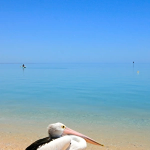 Relaxing pelican