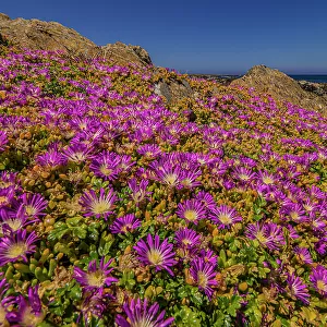 Summer blooms of wildflowers, at stokes point on the southern tip of King Island, Bass Strait, Tasmania, Australia