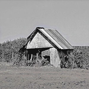 An Abandoned Shed Near Mount Angel, Oregon