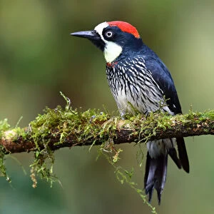 Acorn Woodpecker (Melanerpes formicivorus) Costa Rica