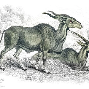Royal Antelope