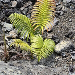 Ama u fern -Sadleria cyatheoides-, endemic to Hawaii, volcanic zone, Mauna Ulu, Hawaiʻi Volcanoes National Park, Big Island, Hawaii, USA