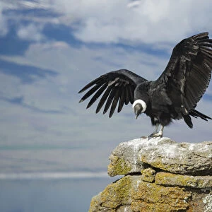 Andean condor in Patagonia