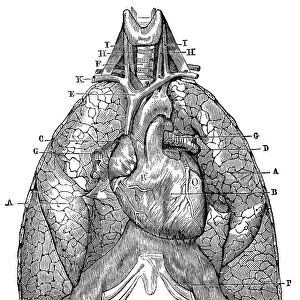Antique medical scientific illustration high-resolution: lungs and heart