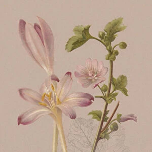 Autumn flowers (Colchicaceae, Malvaceae), chromolithograph, published in 1886