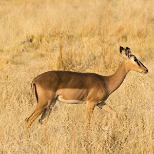 Black Faced Impala -Aepyceros melampus petersi- walking through the grass, Etosha National Park, Namibia