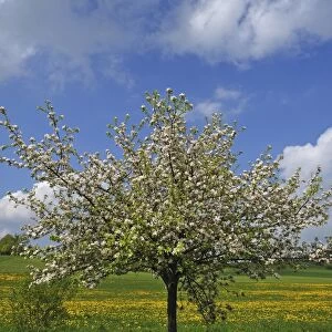 Blossoming Apple Tree -Malus domesticus-, dandelion meadow village of Pettensiedel at back, Pettensiedel, Igensdorf, Upper Franconia, Bavaria, Germany