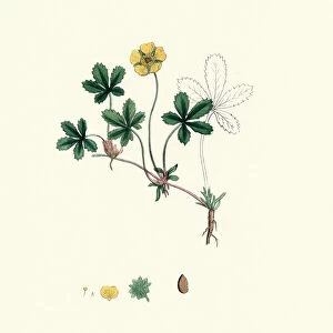 Botanical print, Potentilla reptans, creeping tormentil
