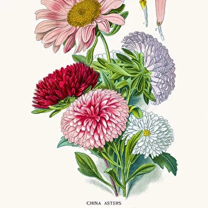 China Aster flowers