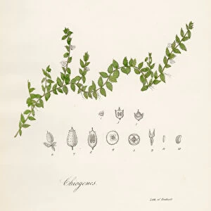 Chiogenes plant botanical engraving 1843