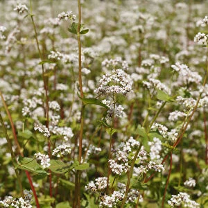 Common Buckwheat -Fagopyrum esculentum-, flowering, Franconia, Bavaria, Germany, Europe