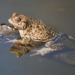 Common Toad or European Toad -Bufo bufo- clinging to a branch in the water, Thuringia, Germany