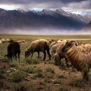 Crowd Of Sheep at Zanskar valley
