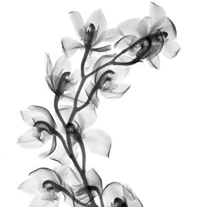 Cymbidium orchid, X-ray