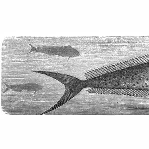Dolphinfish (Coryphaena hippurus)