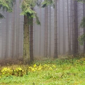 Edge of the spruce forest, Jeseniky Protected Landscape Area, Jesenik district, Olomoucky region, Czech Republic