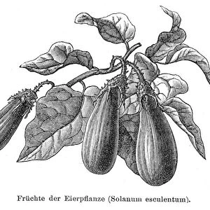 Egg plant vegetable 1895