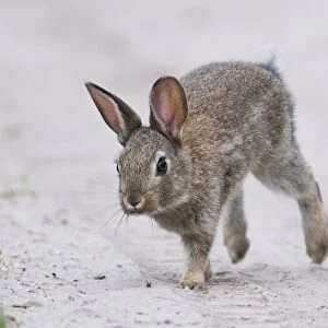 European rabbit (Oryctolagus cuniculus), young animal runs at the wayside, Emsland