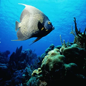 French Angelfish on Cayman Island