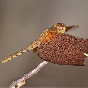 Fulvous forest skimmer -Neurothemis fulvia-, female, Siem Reap, Cambodia, Southeast Asia, Asia