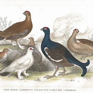 Grouse and Partridge old litho print from 1852