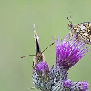 Two Heath Fritillary butterflies -Melitaea athalia- perched on a Spiny Plumeless Thistle -Carduus acanthoides-, North Hesse, Hesse, Germany