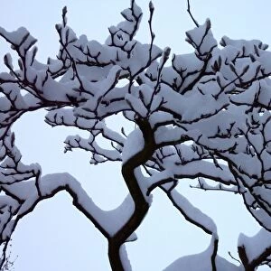 Heavy snow on the branches