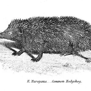 Hedgehog engraving 1803