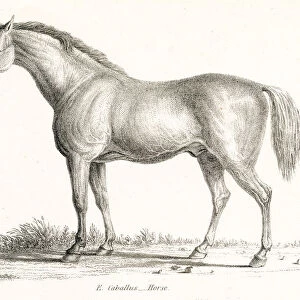 Horse engraving 1803