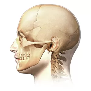 Human skull, artwork