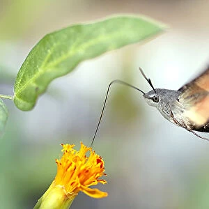 Hummingbird Hawk Moth by Side View